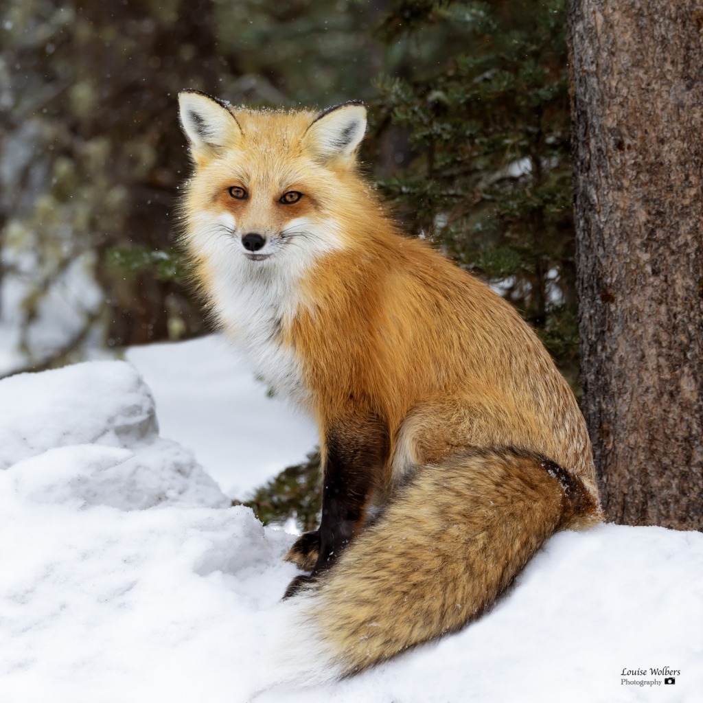 Red Fox 2 - ID: 16111950 © Louise Wolbers