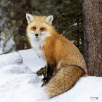 Photography Contest - April 2024: Red Fox 2