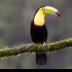 2Toucan 2 - ID: 16111952 © Louise Wolbers