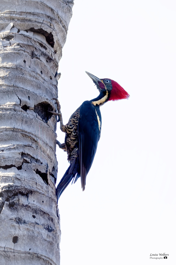 Woodpecker - ID: 16111971 © Louise Wolbers