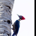 2Woodpecker - ID: 16111971 © Louise Wolbers