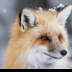 2Red Fox 3 - ID: 16111972 © Louise Wolbers
