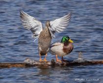 April 2024 Photo Contest 2nd Place Prize Winner