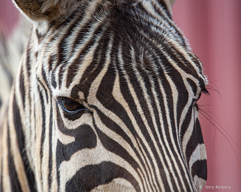 Zebra - ID: 16111901 © Terry Korpela