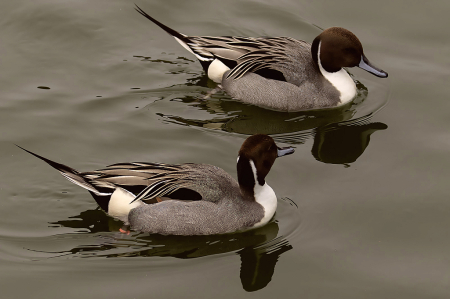 Two Male Pintails