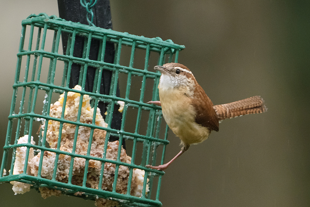 Carolina Wren