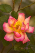 April 2024 Photo Contest 2nd Place Prize Winner