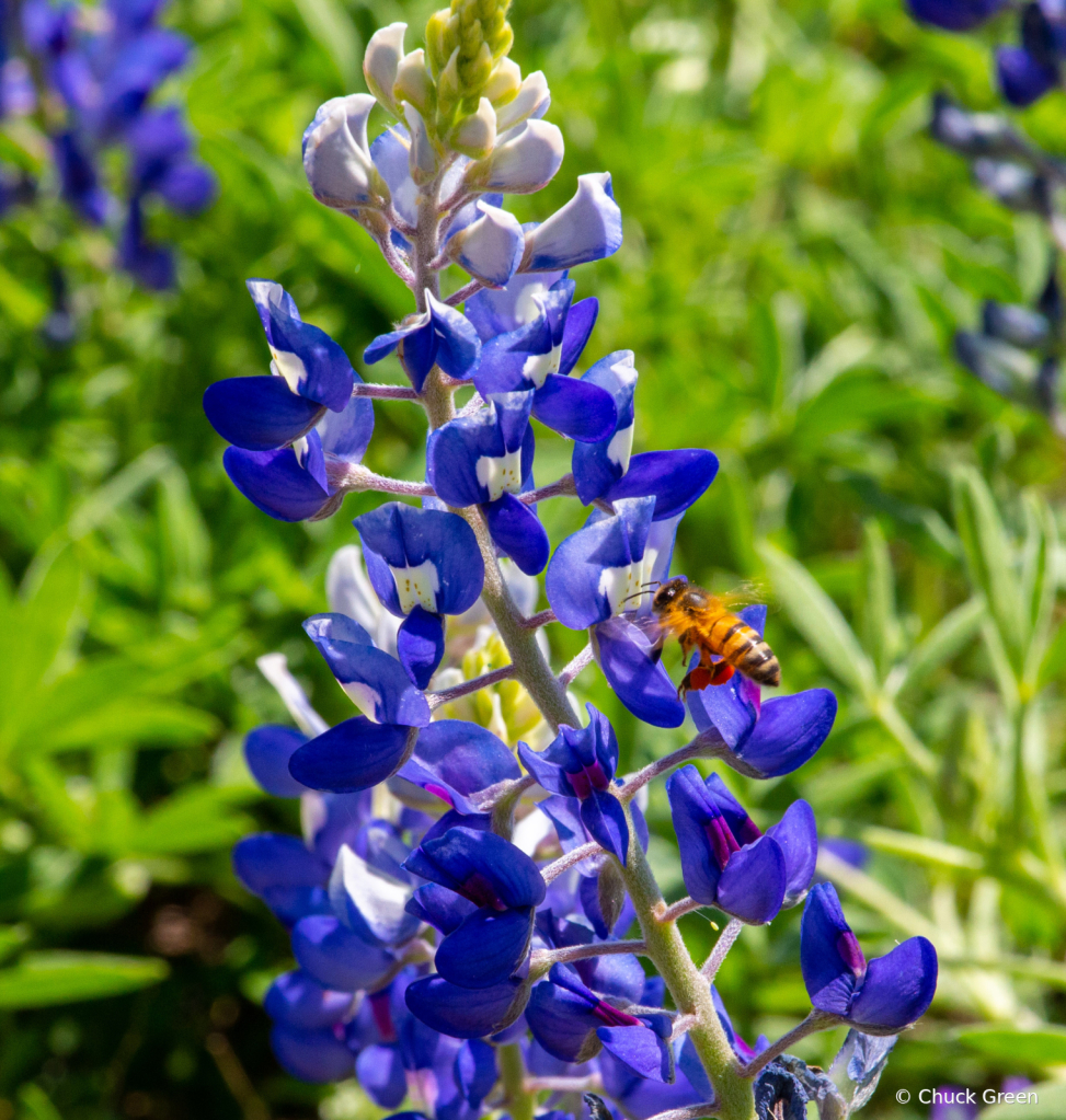 Bee On Bluebonnet