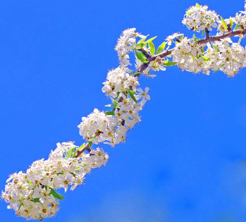 Spring Blooming.