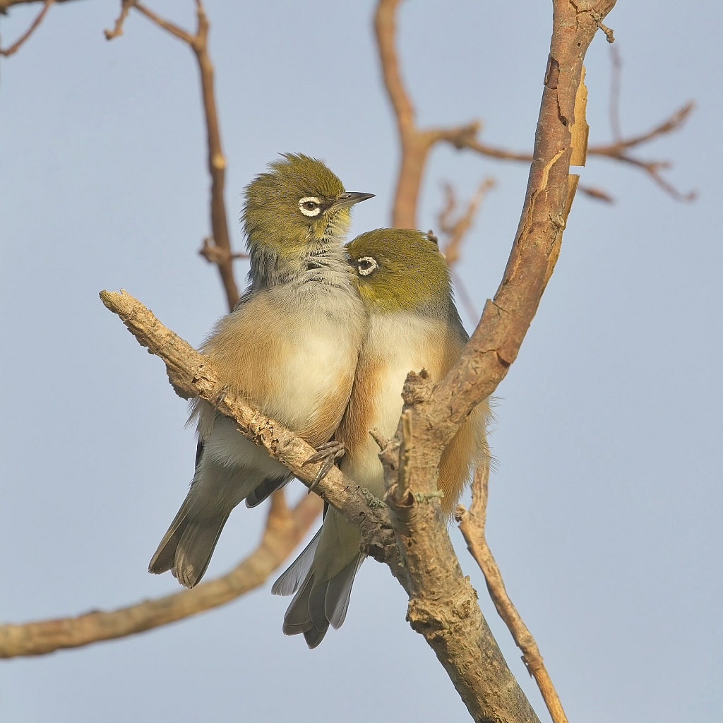 Two silvereyes cuddling up to each other