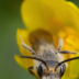 © Kitty R. Kono PhotoID# 16112037: Baby Bee in the Buttercup