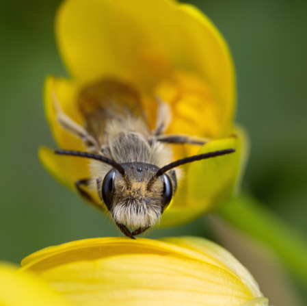 Baby Bee in the Buttercup