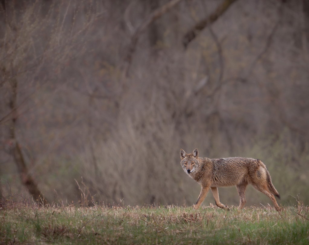 Coyote in Valley Forge Yesterday