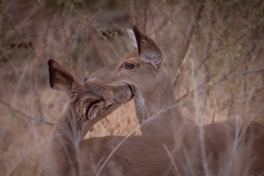 The Kiss