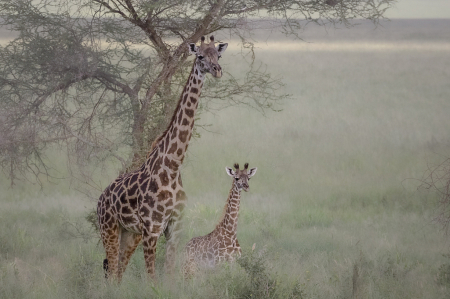 Two Giraffes in the Morning Mist