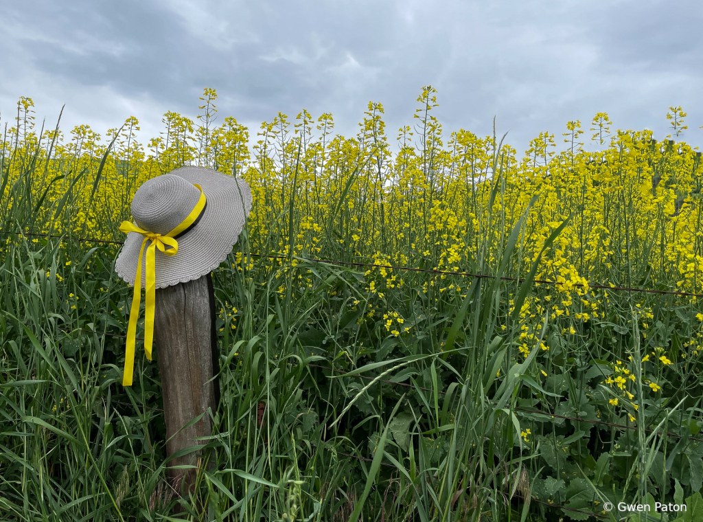 Hat in Canola Field