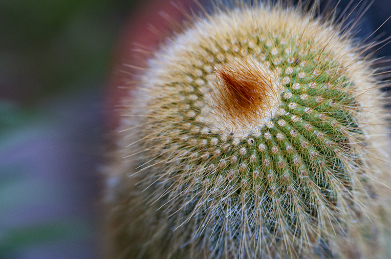 Gentle Cactus