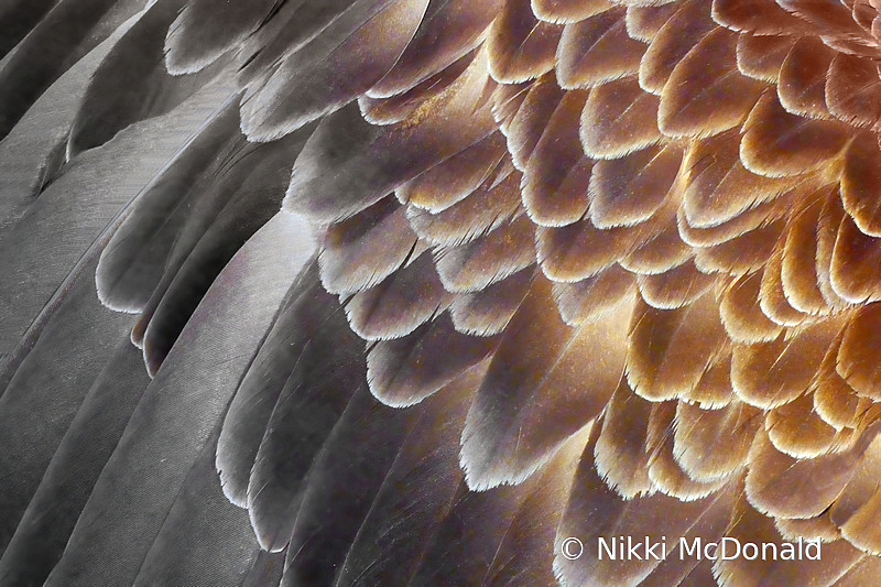 Plumage Patterns