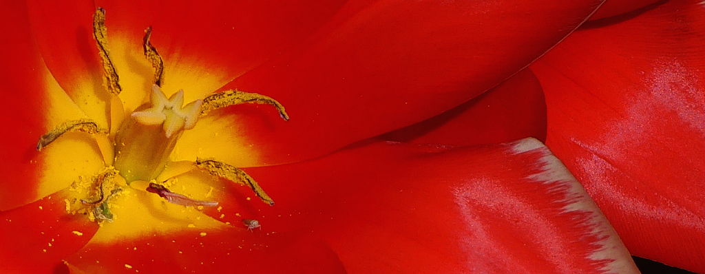 Heart of the Tulip