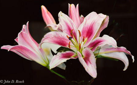 Lilies