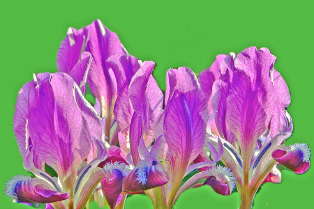 Field Irises.