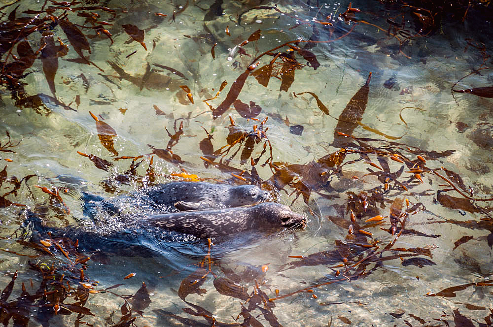 Swimming