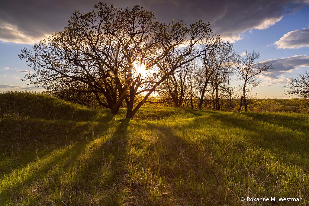 Spring tree in the sunset