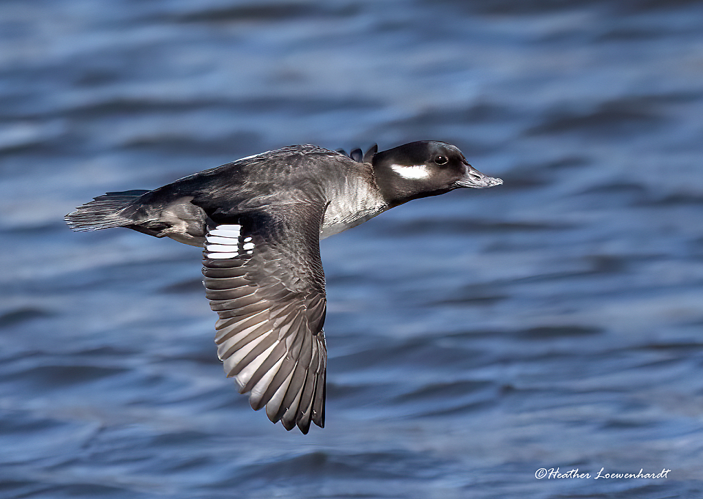 Female Bufflehead