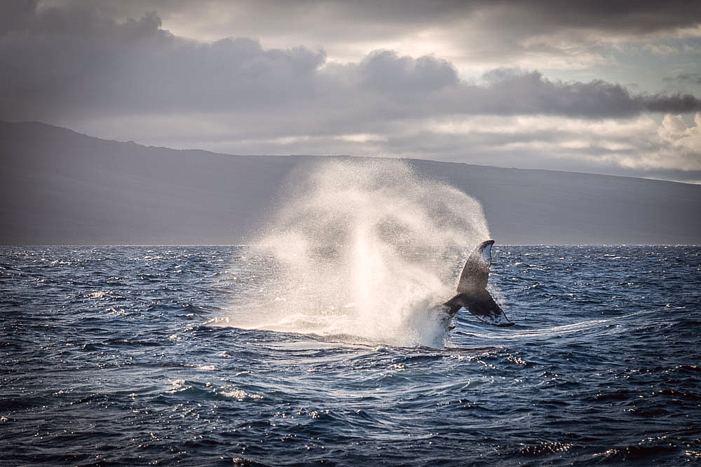 Whale Tail - ID: 16112110 © John S. Brown