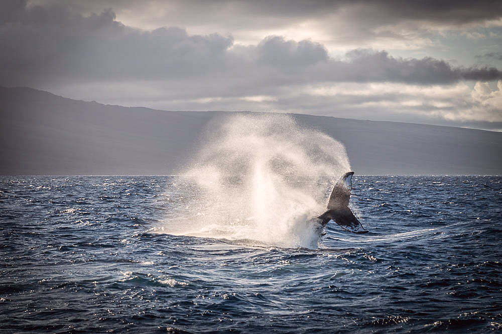 Whale Tail