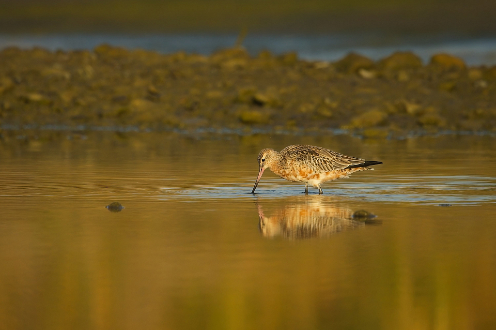 Golden godwit