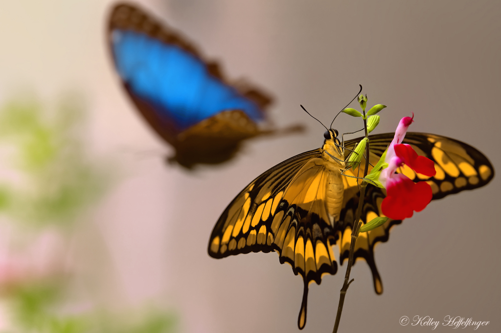 Butterfly Photobomb - ID: 16112152 © Kelley J. Heffelfinger