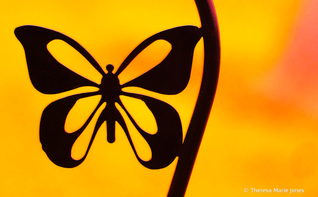 Butterfly Eclipse - ID: 16112190 © Theresa Marie Jones