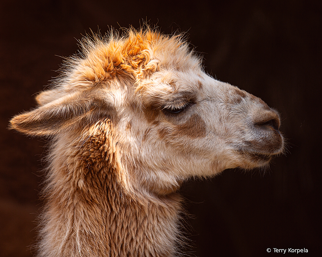 Alpaca - ID: 16112155 © Terry Korpela