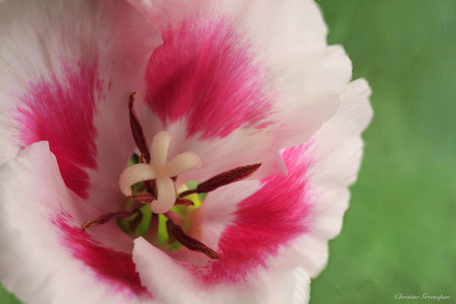 Spring Flower