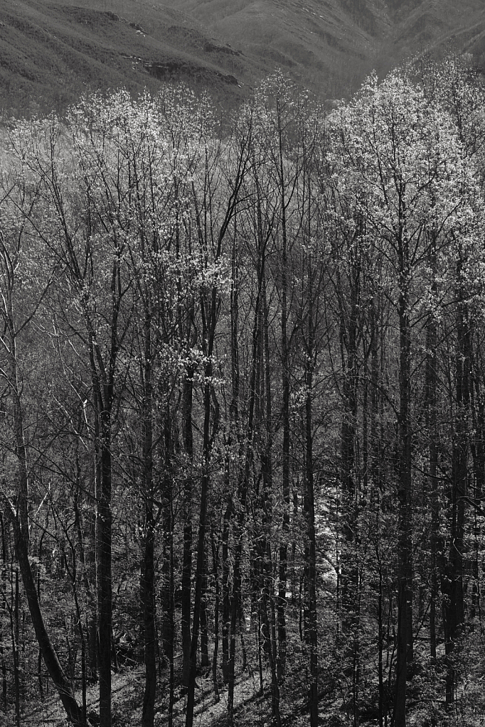 Great Smoky Mountains National Park