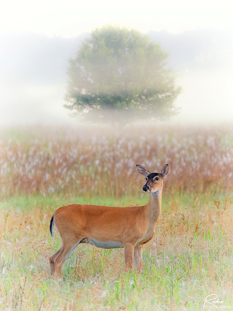 Foggy Sunrise Deer