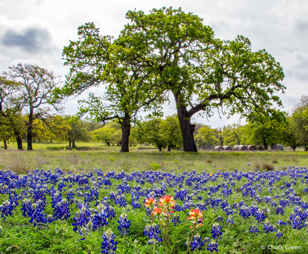 Hill Country Spring