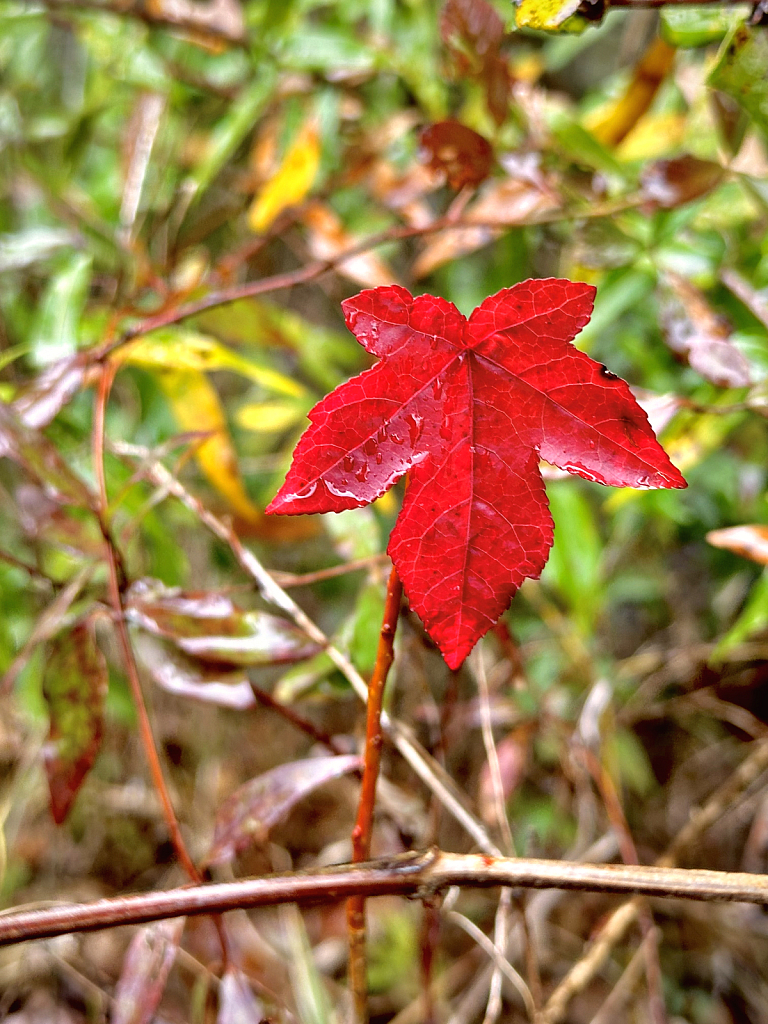 The beauty of a simple leaf - ID: 16112213 © Elizabeth A. Marker