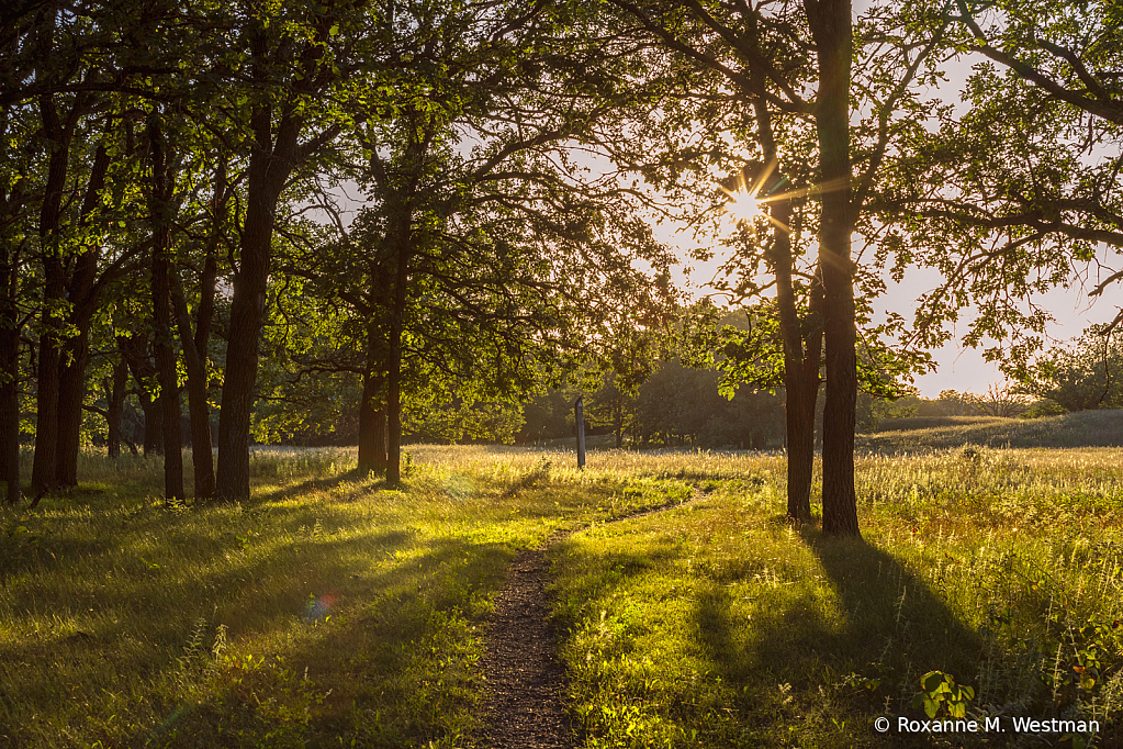 Trail in the woods