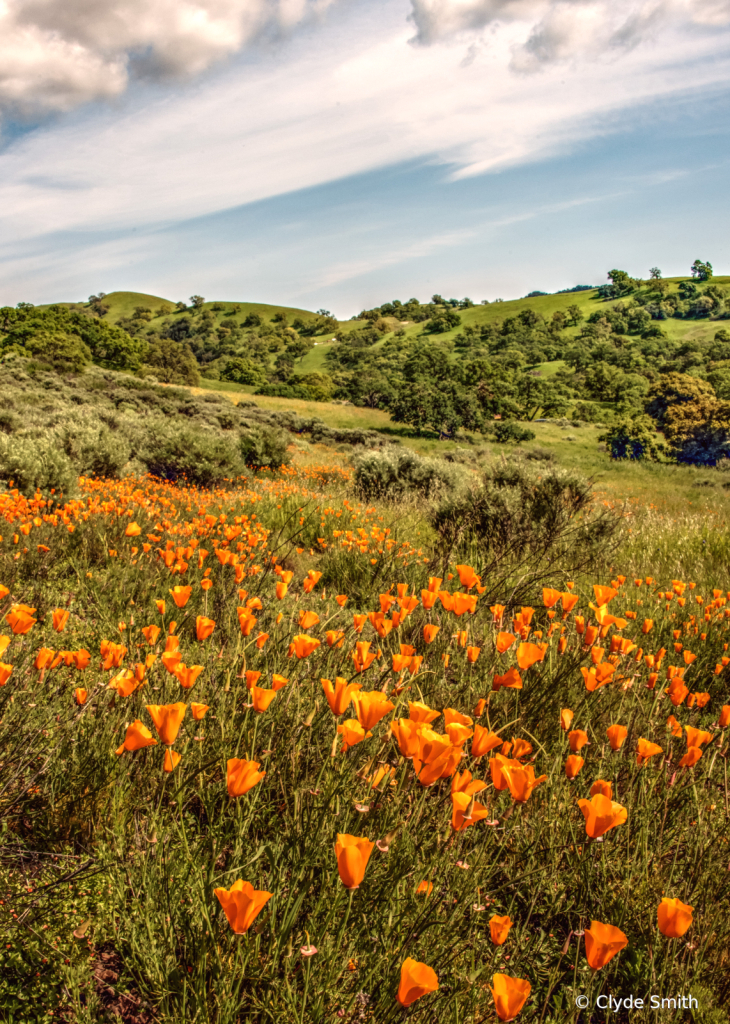 Mt. Diablo Poppies