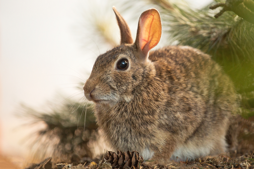 Spring Bunny