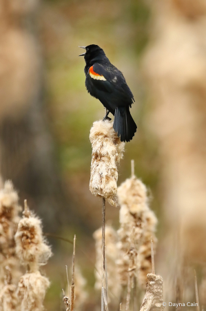 Sing A Joyful Song