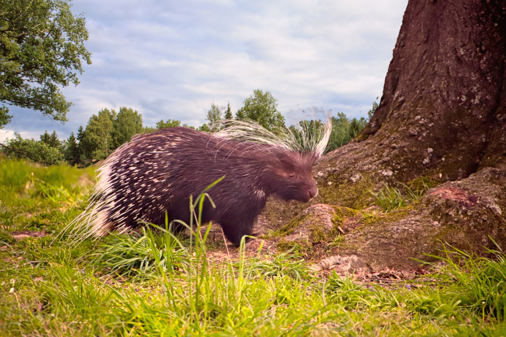 Prickly situation!