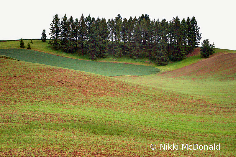 Spring Grove in the Palouse