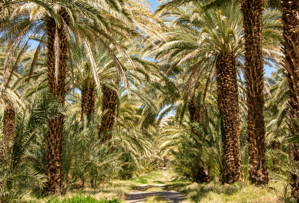 Date Palms