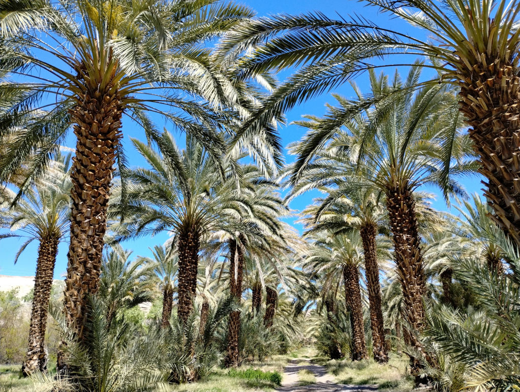 Silvery Palms