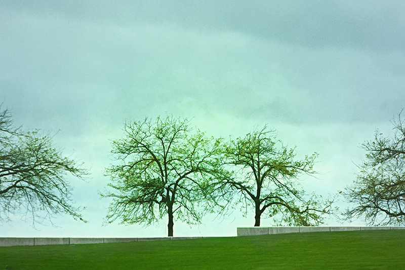 Here Come the Leaves