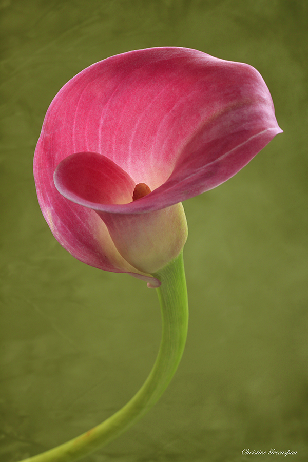 Pink Calla