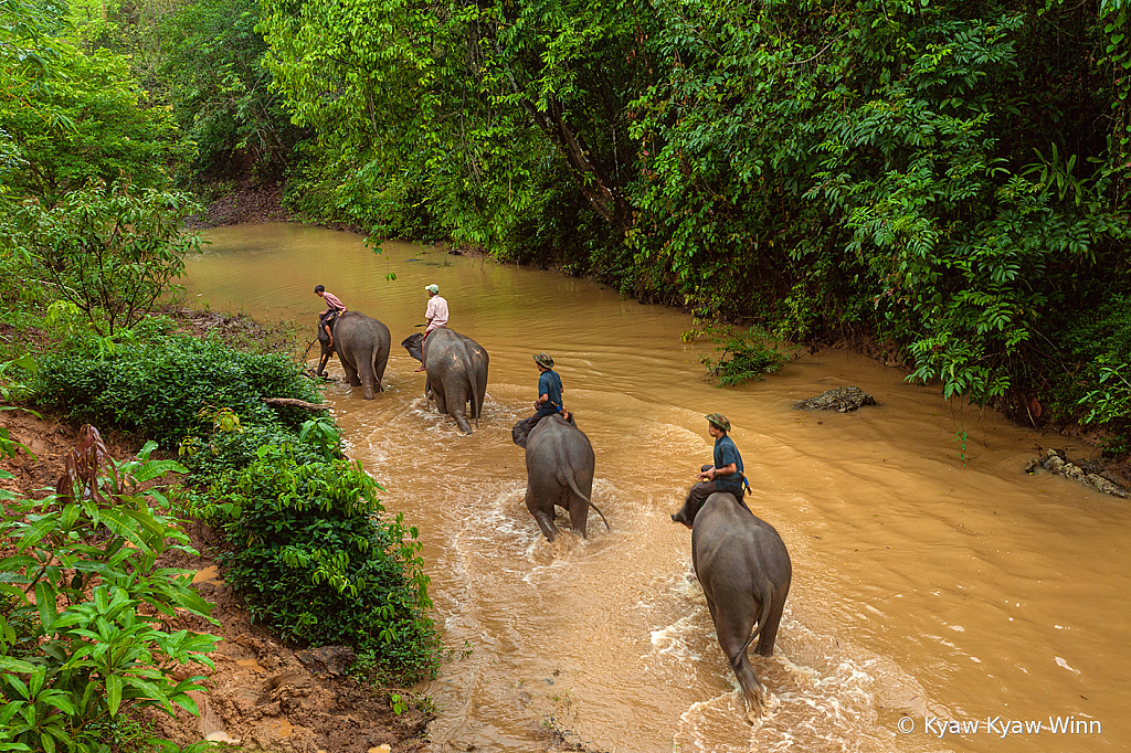 Elephant Trip